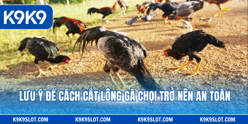 Lưu ý để cách cắt lông gà chọi trở nên an toàn